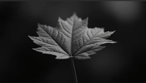 Close-Up Grayscale Leaf Texture High Contrast