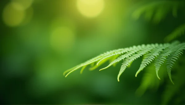 Close-Up Green Fern Leaves With Soft Bokeh