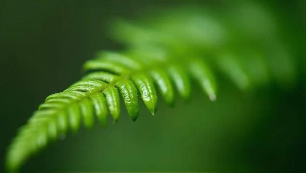 Close-Up Green Fern Plant With Soft Backlight