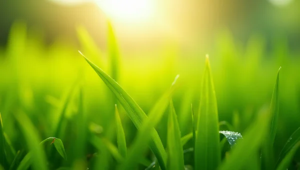 Close-Up Green Grass Field With Dewy Blades