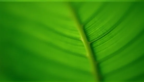Close-Up Green Leaf Macro With Vein Texture