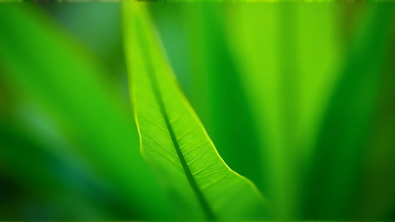 Close-up of vibrant green leaves with detailed vein textures and soft lighting.