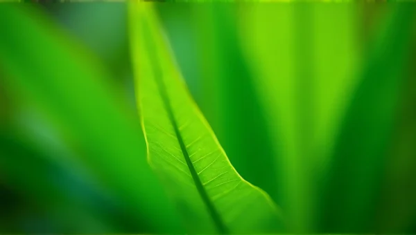 Close-Up Green Leaves with Crisp Vein Textures