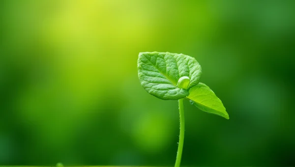 Close-Up Macro of Dewy Green Leafy Plant
