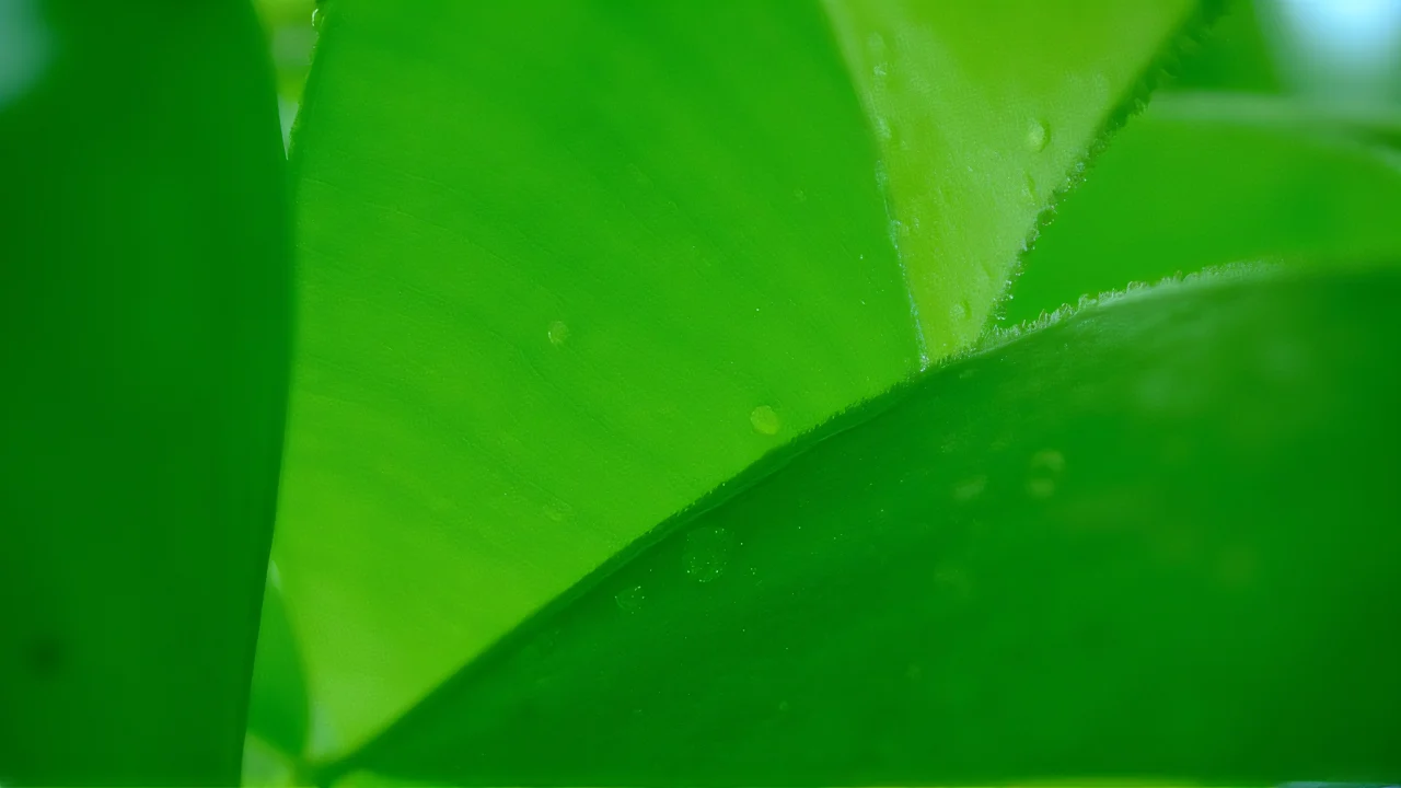 Macro shot of overlapping green leaves with droplets and veins.