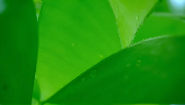Close-Up Macro Green Leaves With Water Droplets