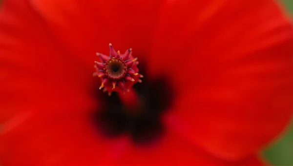 Close-Up Red Flower Center Macro image