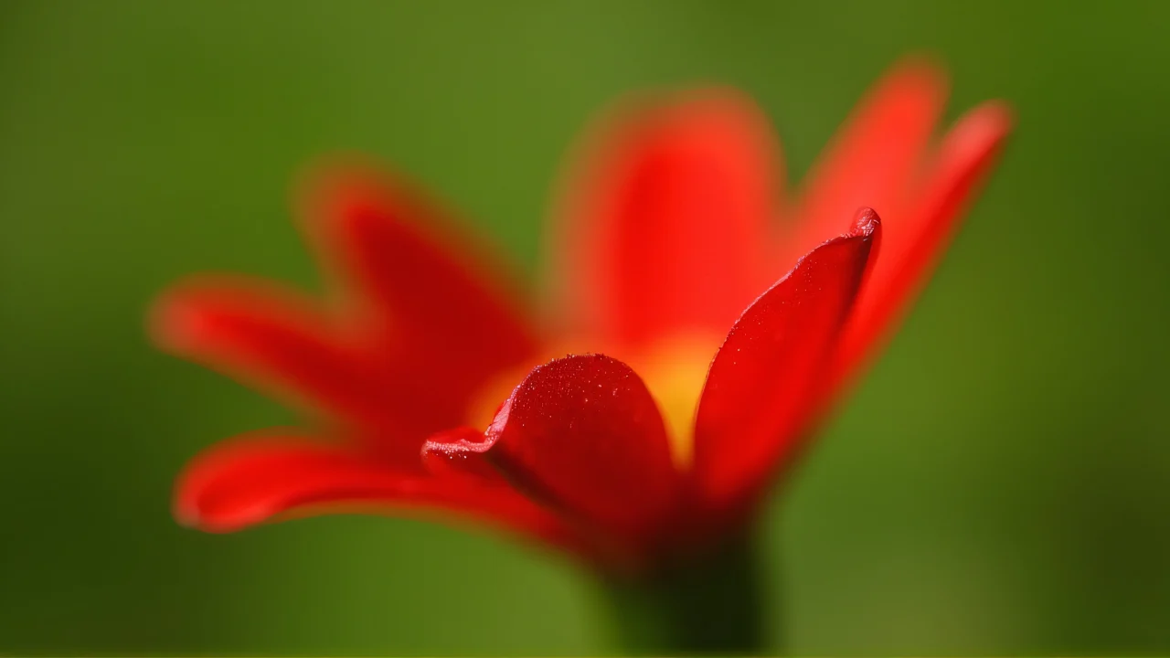 A close-up view of a red flower petal with dewy texture against a blurred green background.