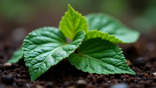 Close-Up Wet Leaves Over Soil Texture