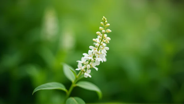Clustered White Flowers Close-Up Nature Shot