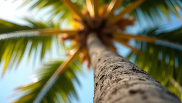 Coconut Tree Trunk Close-Up Under Midday Sunlight
