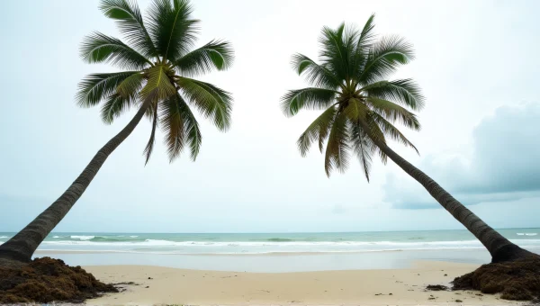 Coconut Trees Framing Shoreline at Low Tide