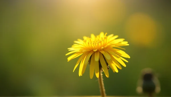 Dandelion Flower Head Macro With Soft Bokeh Background