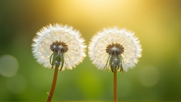 Dandelion Seed Heads Close-Up Macro image