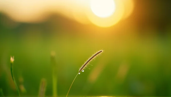 Dewdrop Blade of Grass at Sunrise in Meadow