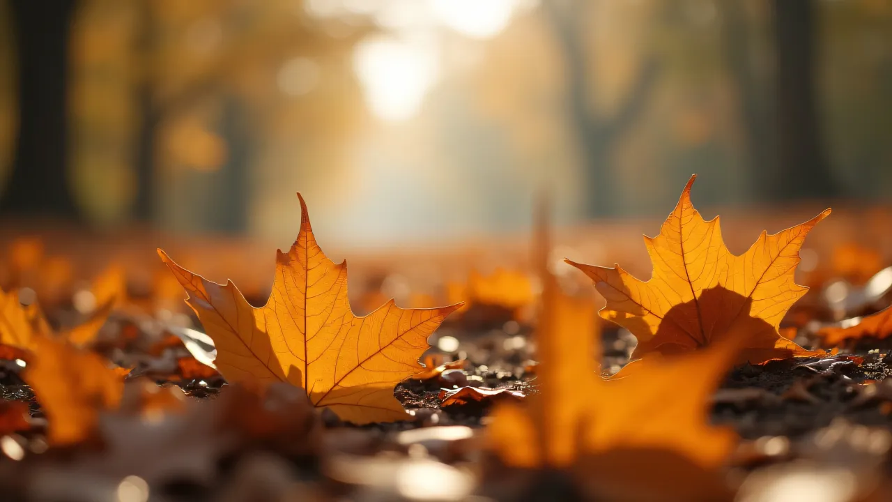 Close-up of dry maple leaves on the ground with morning mist.