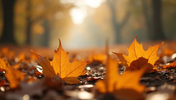 Dry Maple Leaves Close-Up in Morning Mist