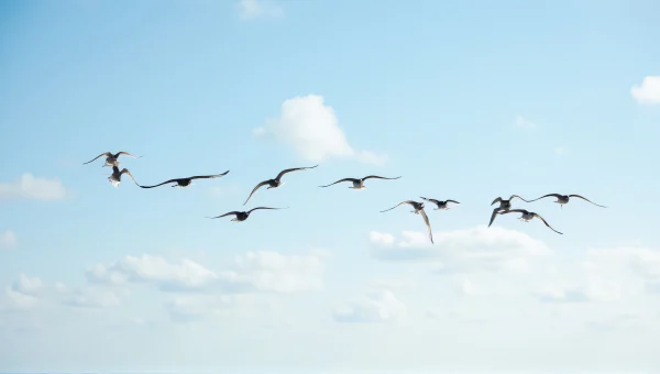 Flock of Birds Flying Through Daytime Sky