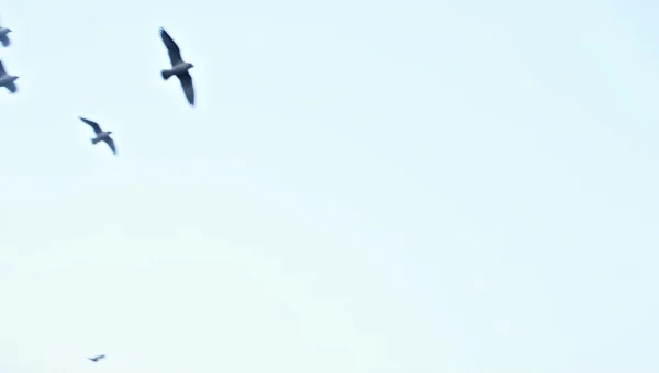 Flock of Birds Flying Under Blue Sky