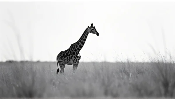 Giraffe In Savanna Grass Grayscale image