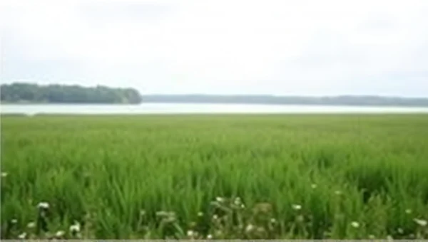 Green Field Wildflowers Near Calm Lake View