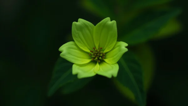 Green Flower Close-Up With Dew and Backlight