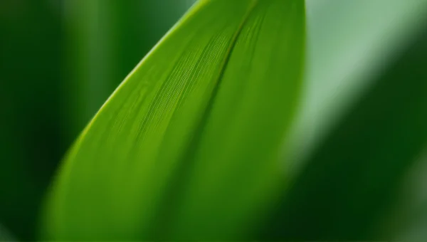 Green Leaf Macro Close-Up With Veins Detail
