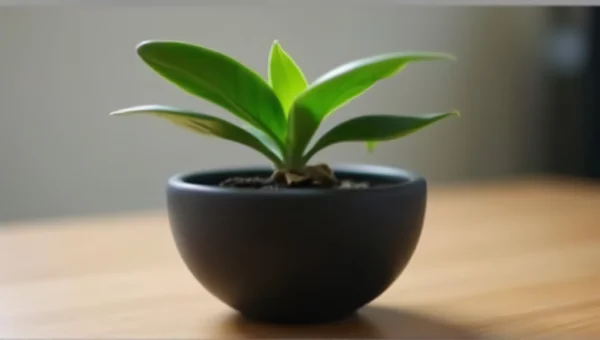 Green Leafed Plant In Matte Black Pot On Table
