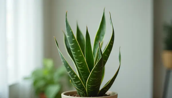 Green Snake Plant in Natural Pot with Soft Light