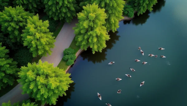 Green Tree Canopy Shoreline With Swimming Ducks