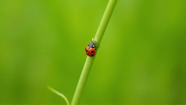 Ladybird Close-Up On Green Stem In Nature