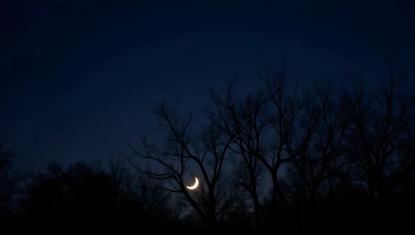 Leafless Trees Silhouette Against Night Sky