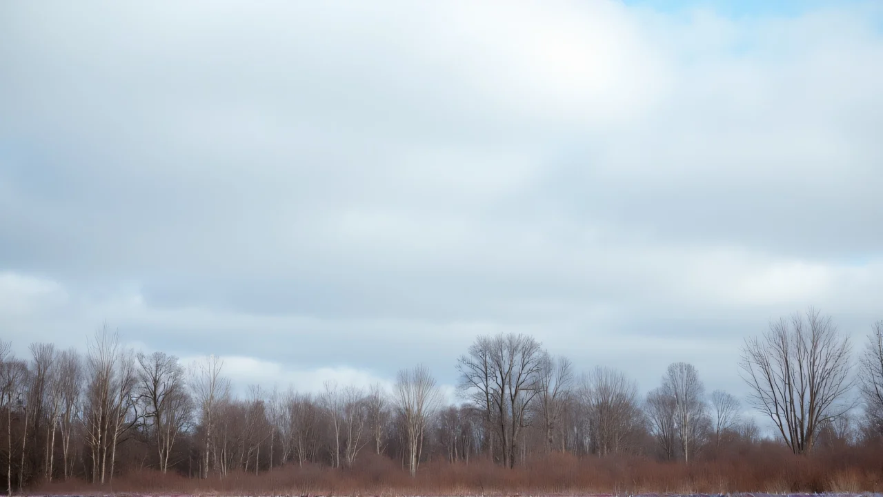 Cluster of leafless trees against a layered cloudy sky.