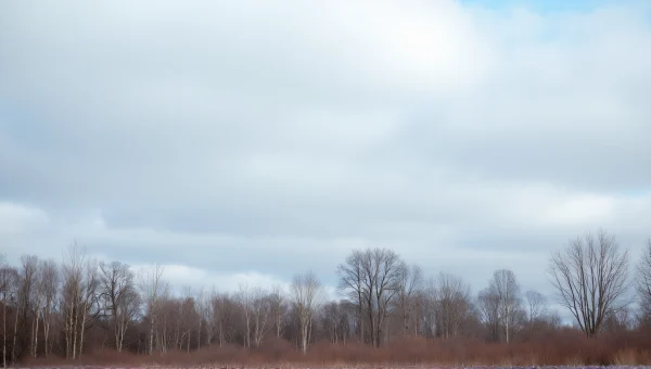 Leafless Trees Under Cloudy Sky Panoramic View