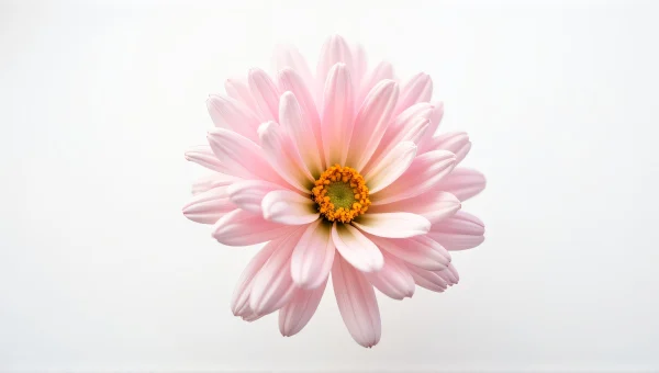 Macro Close-Up Pink And White Flower Petals