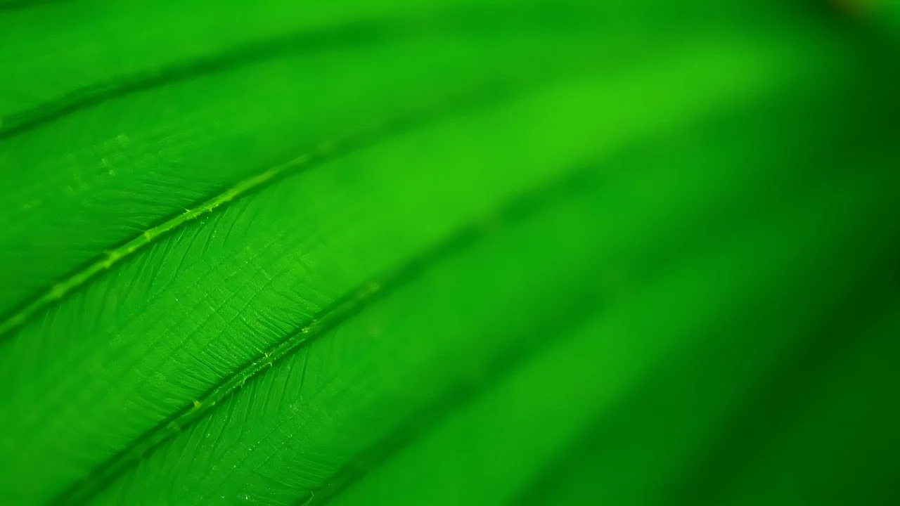 Close-up of a large green leaf showcasing detailed veins and surface moisture.