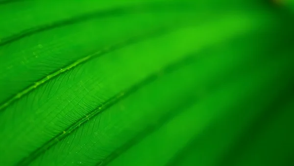 Macro Green Leaf With Diagonal Veins Detail