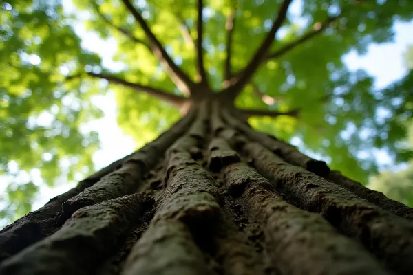 Massive Tree Trunk Upward Perspective Nature Photo