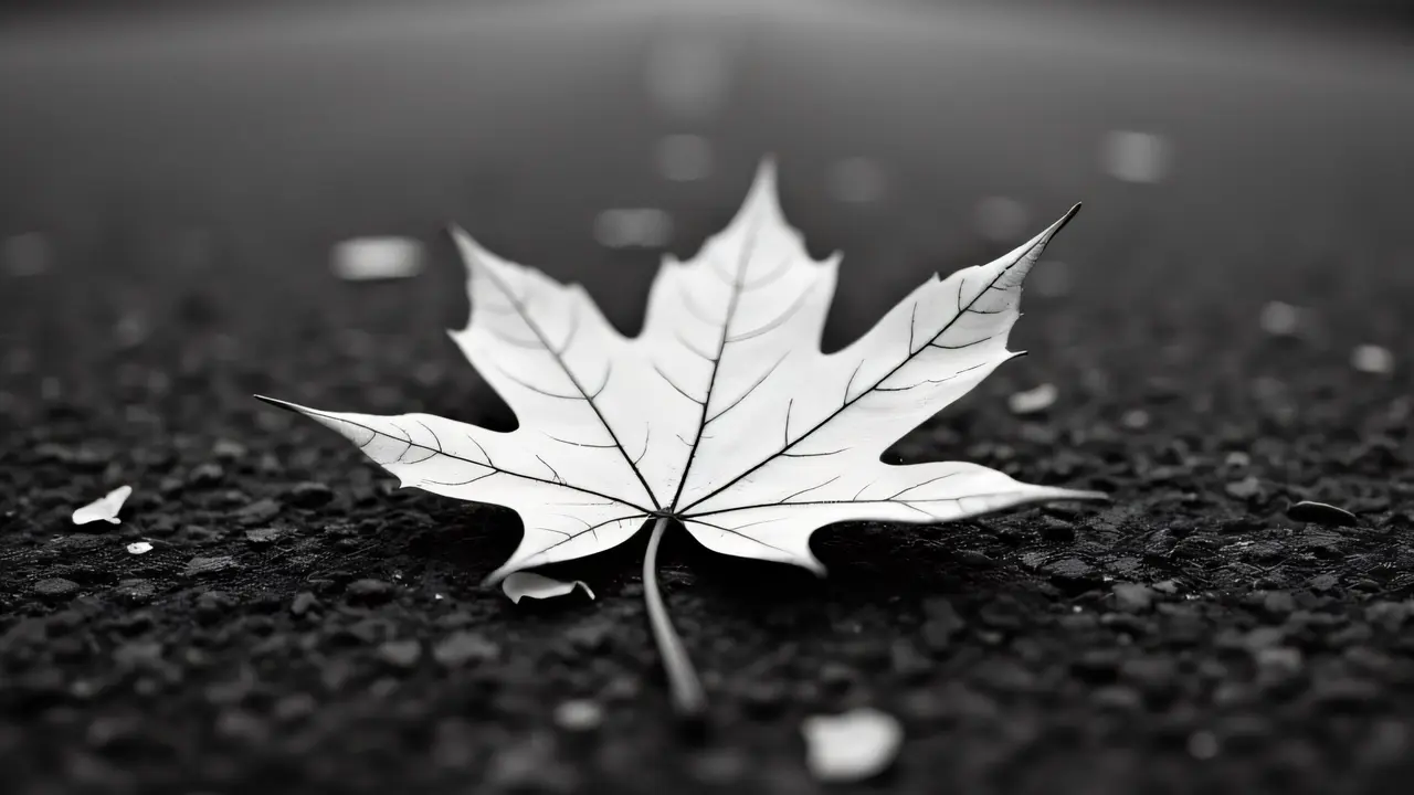 Close-up of a single monochrome leaf on textured asphalt.
