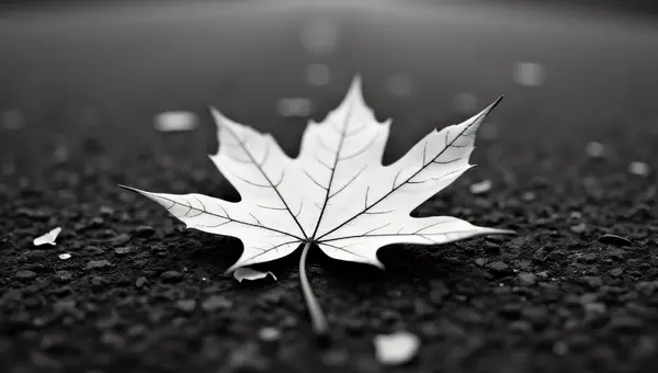 Monochrome Fallen Leaf Close-Up on Asphalt