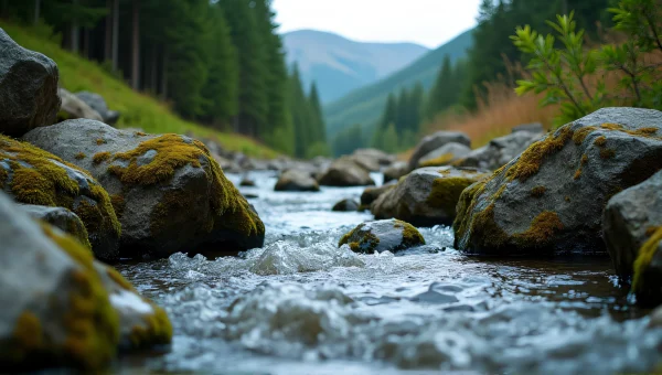 Mountain Stream Flowing Through Pine Forest