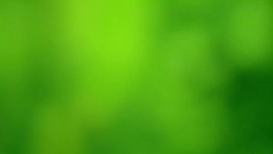 Overlapping Green Leaves On Branch With Bokeh