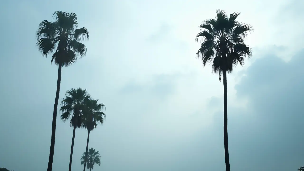 Low-angle view of tall palm silhouettes contrasting with a cloudy sky.