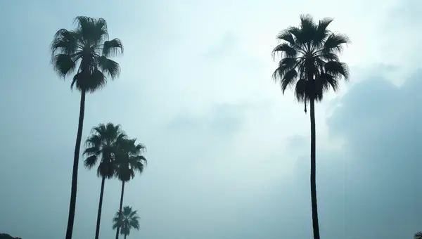 Palm Silhouettes Against Cloudy Horizon View