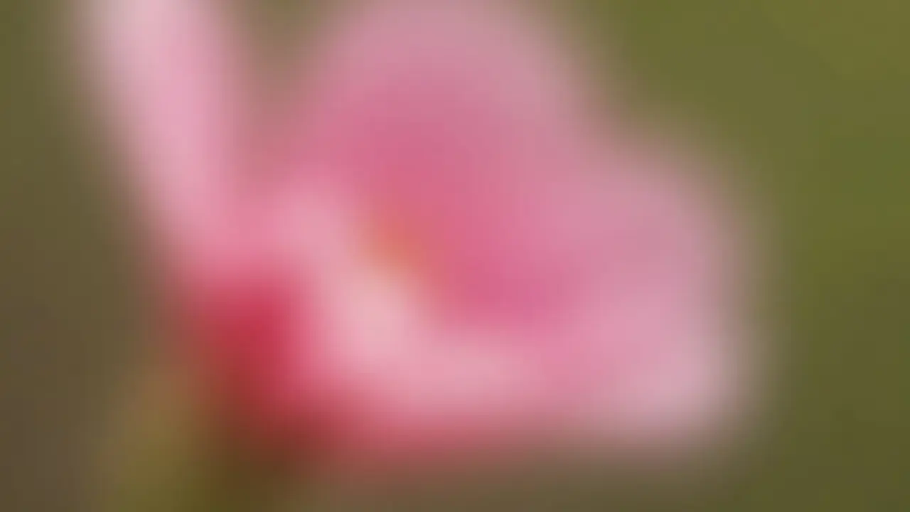 Close-up of a pink flower showcasing intricate petals and stamen against a soft background.