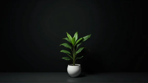 Potted Plant Close-Up On Black Background