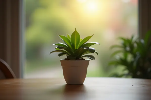 Potted Plant on Tabletop in Soft Light