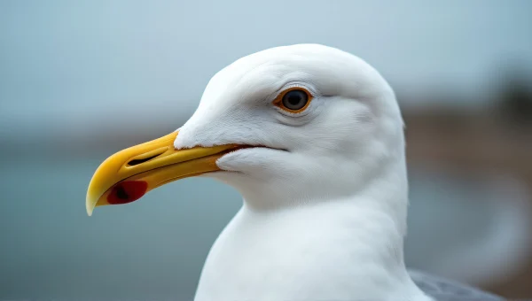 Seagull Close-Up With Eye Detail At Coast