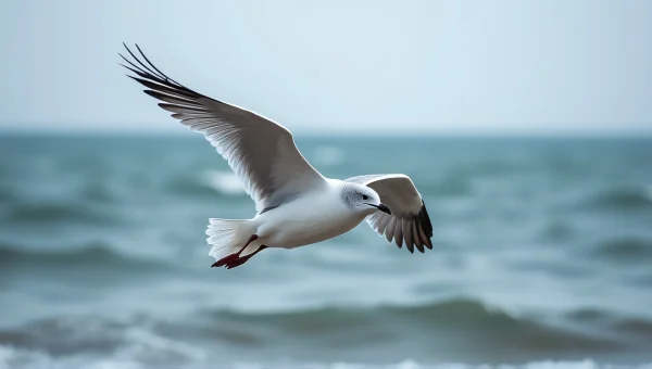 Seagull In Flight Over Choppy Coastal Water
