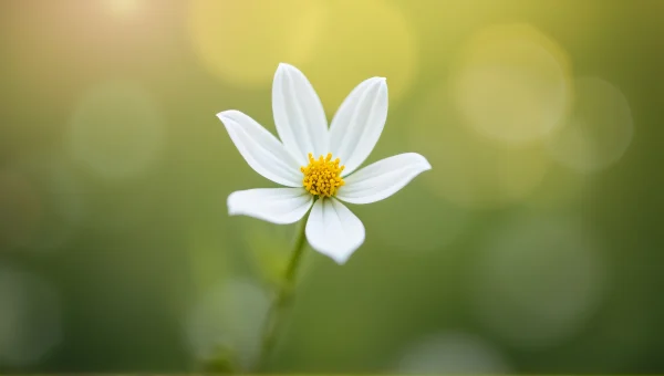 Single White Flower Close-Up With Soft Bokeh